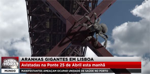 Image Aranhas gigantes em Lisboa!