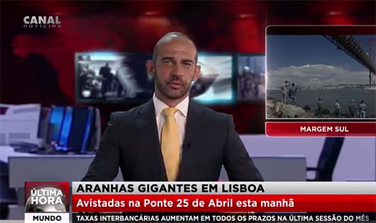 Aranhas gigantes em Lisboa!