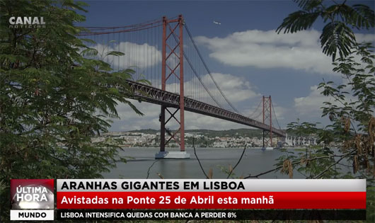 Aranhas gigantes em Lisboa!