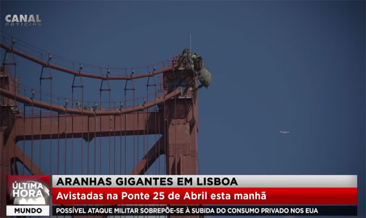 Aranhas gigantes em Lisboa!