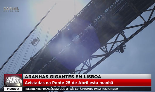 Aranhas gigantes em Lisboa!