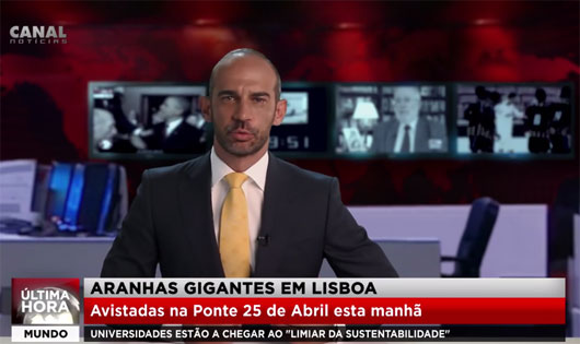 Aranhas gigantes em Lisboa!