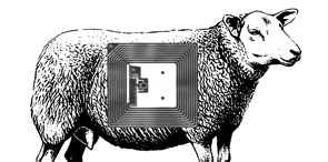 Image Mouton 2.0 – la puce à l’oreille