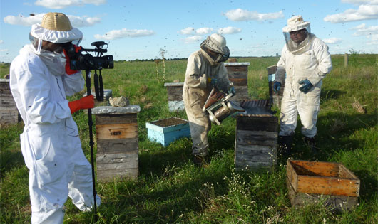 Pasó una Abeja - Une abeille passe